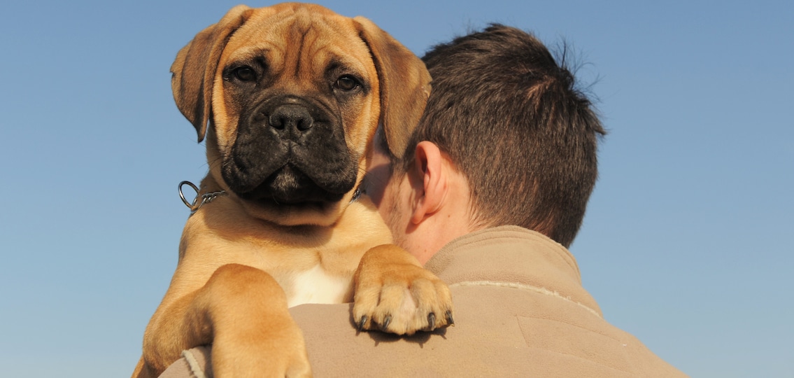 a man holding on his shoulder his puppy Bull Mastiff