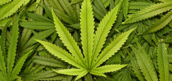 Marijuana & Teens: Legalization Makes the Conversation Challenging