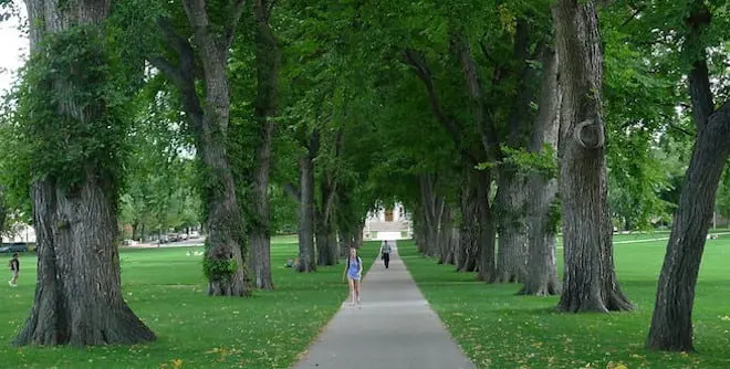 college campus path surrounded by trees