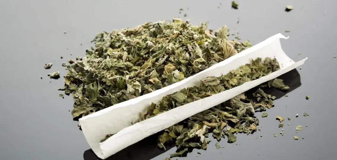 close up of an unrolled joint with marijuana