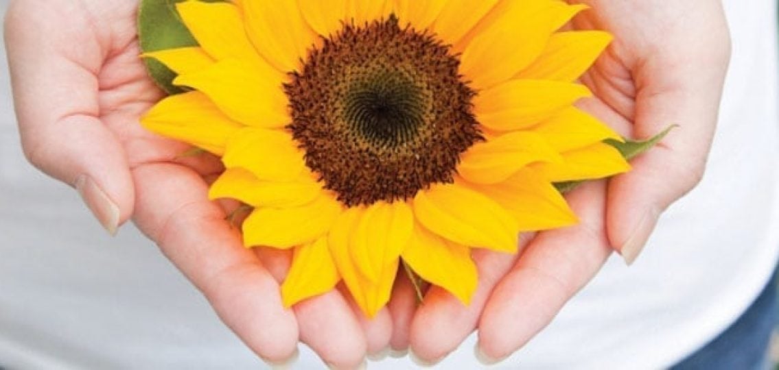 hands holding a sunflower close up