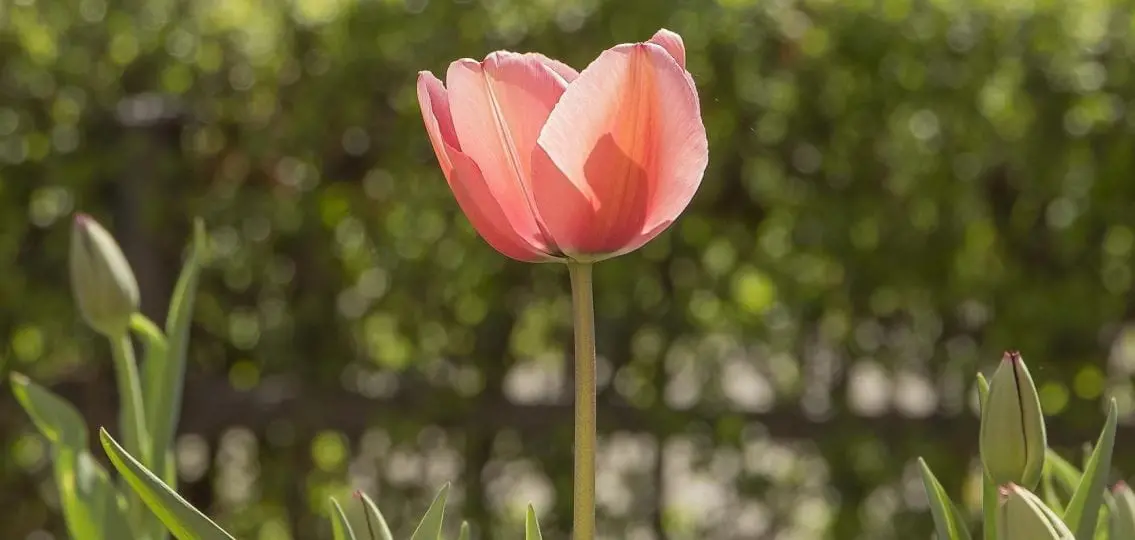 close up of a tulip in a garden