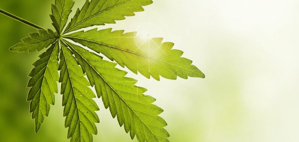 a marijuana leaf with light shining through
