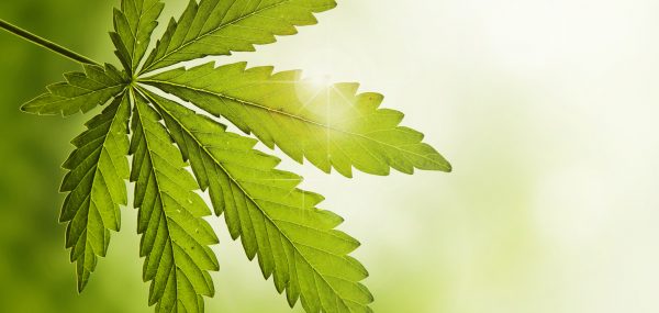 Another Perspective: Marijuana is Safer than Alcohol