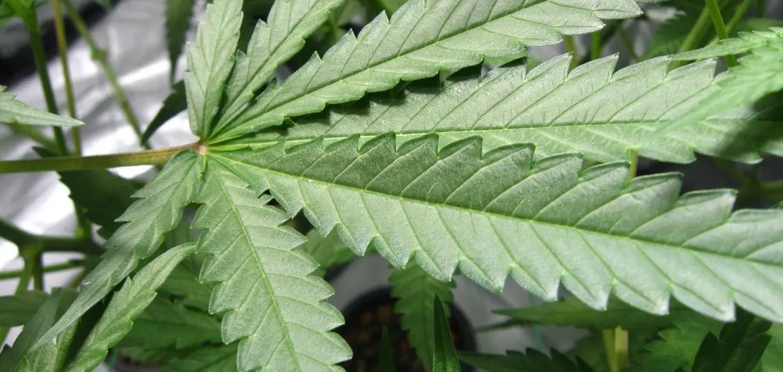 close up of a marijuana plant growing