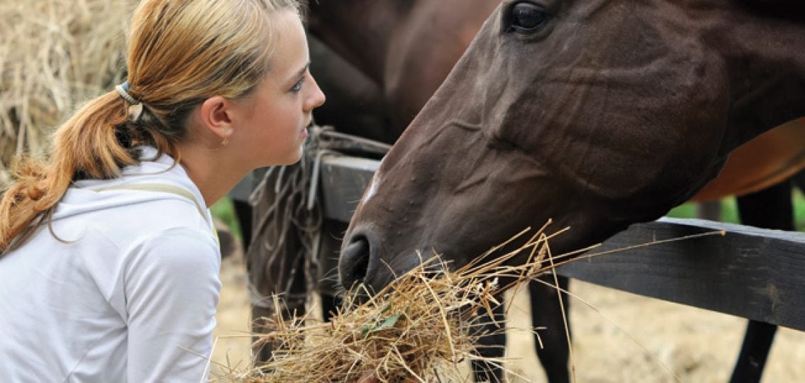 teen girl volunteering with horses feeding a horse on a farm