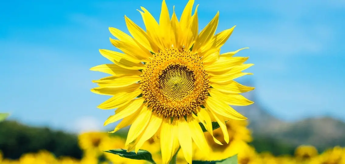 close up of a sunflower outside on a sunny day