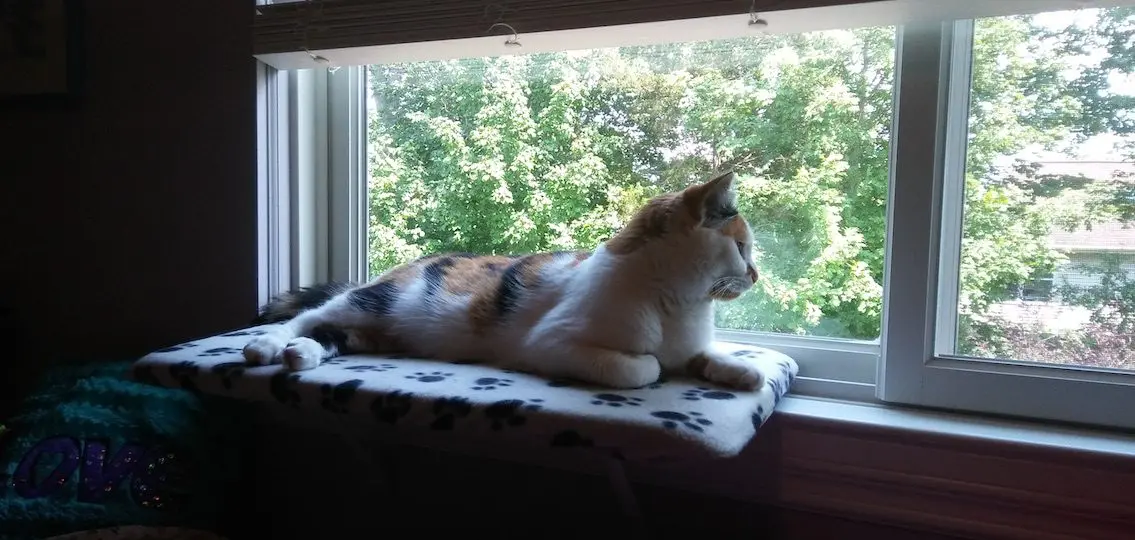 Family cat looking out window