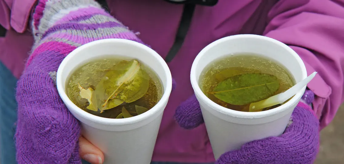 Two white styrofoam cups of coca tea for alleviation of altitude sickness in the highlands of Ecuador