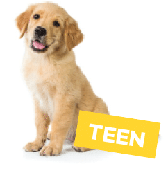 caption teen with a golden retriever puppy