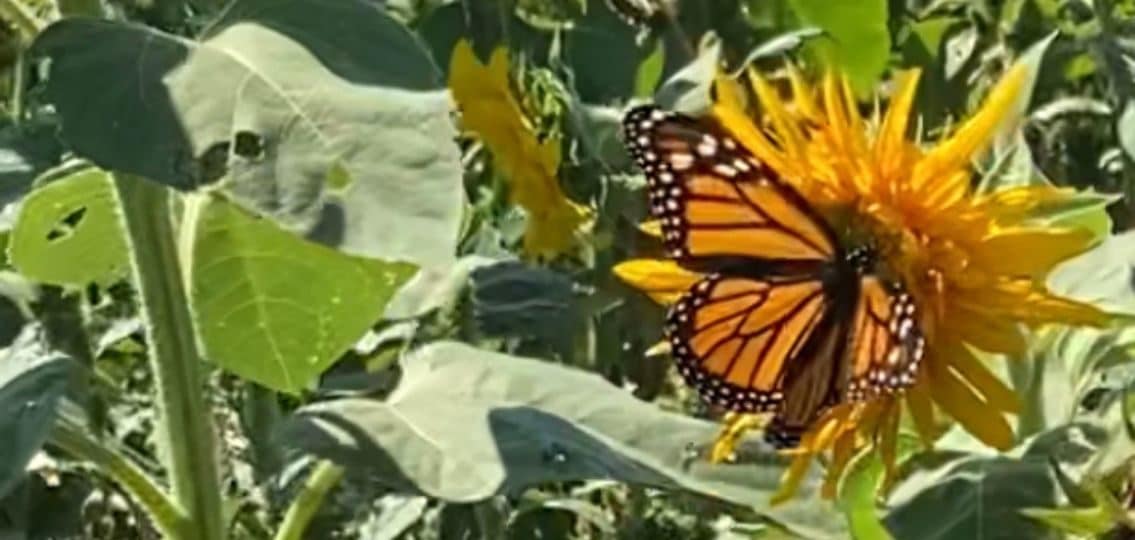 a monarch butterfly on a yellow flower