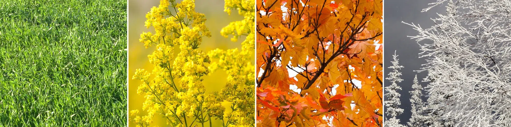four seasonal images next to each other
