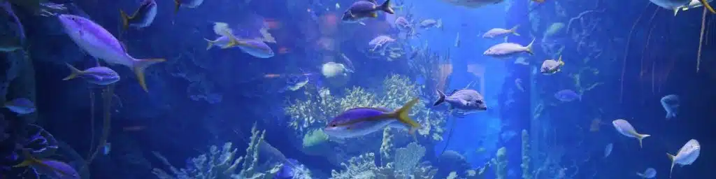 aquarium birthday party