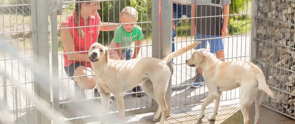 animal shelter volunteering for high school students