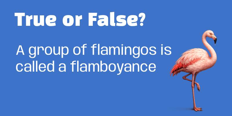 True and False Questions for Adults