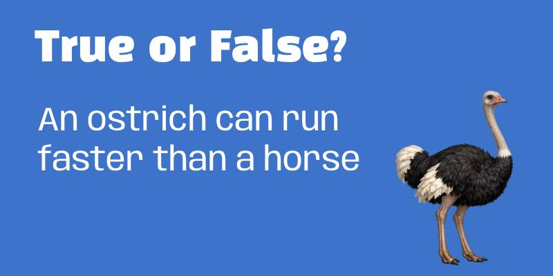 True and False Questions for Kids